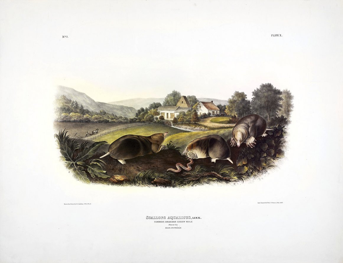 Ill. 7: J.T. Bowen after John James Audubon, 'Scallops Aquaticus, Linn.: Common American Shrew Mole,' hand-coloured lithograph, The Viviparous Quadrupeds, pl. 10. 1843.