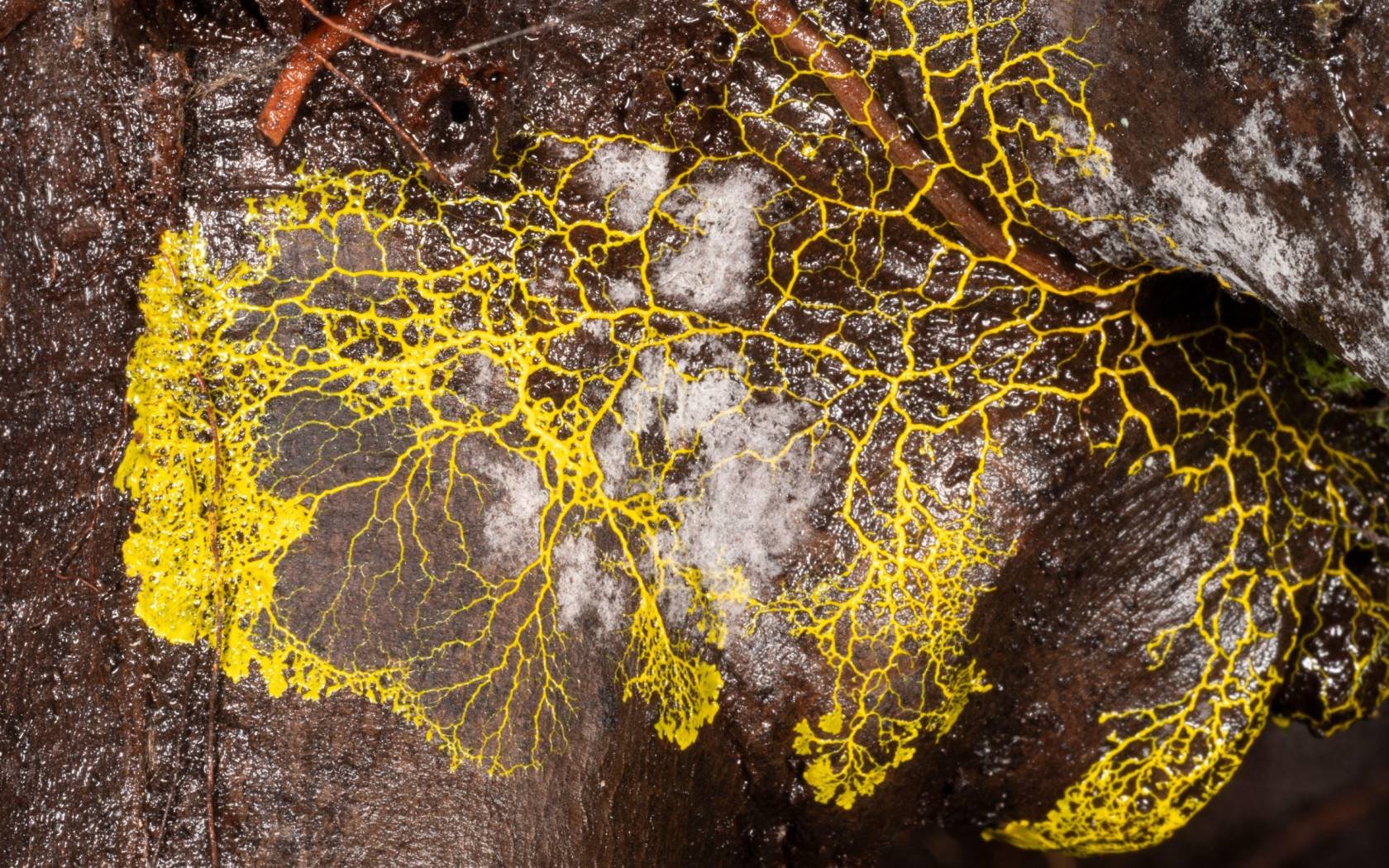 The plasmodium stage of a slime mould.