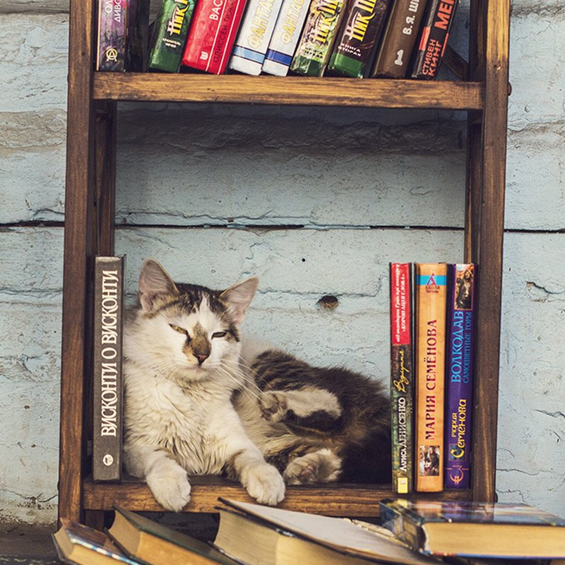 Mjau! Här är 5 av litteraturens mest minnesvärda katter