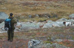 Stopp för utländska jägare slår mot besöksnäringen