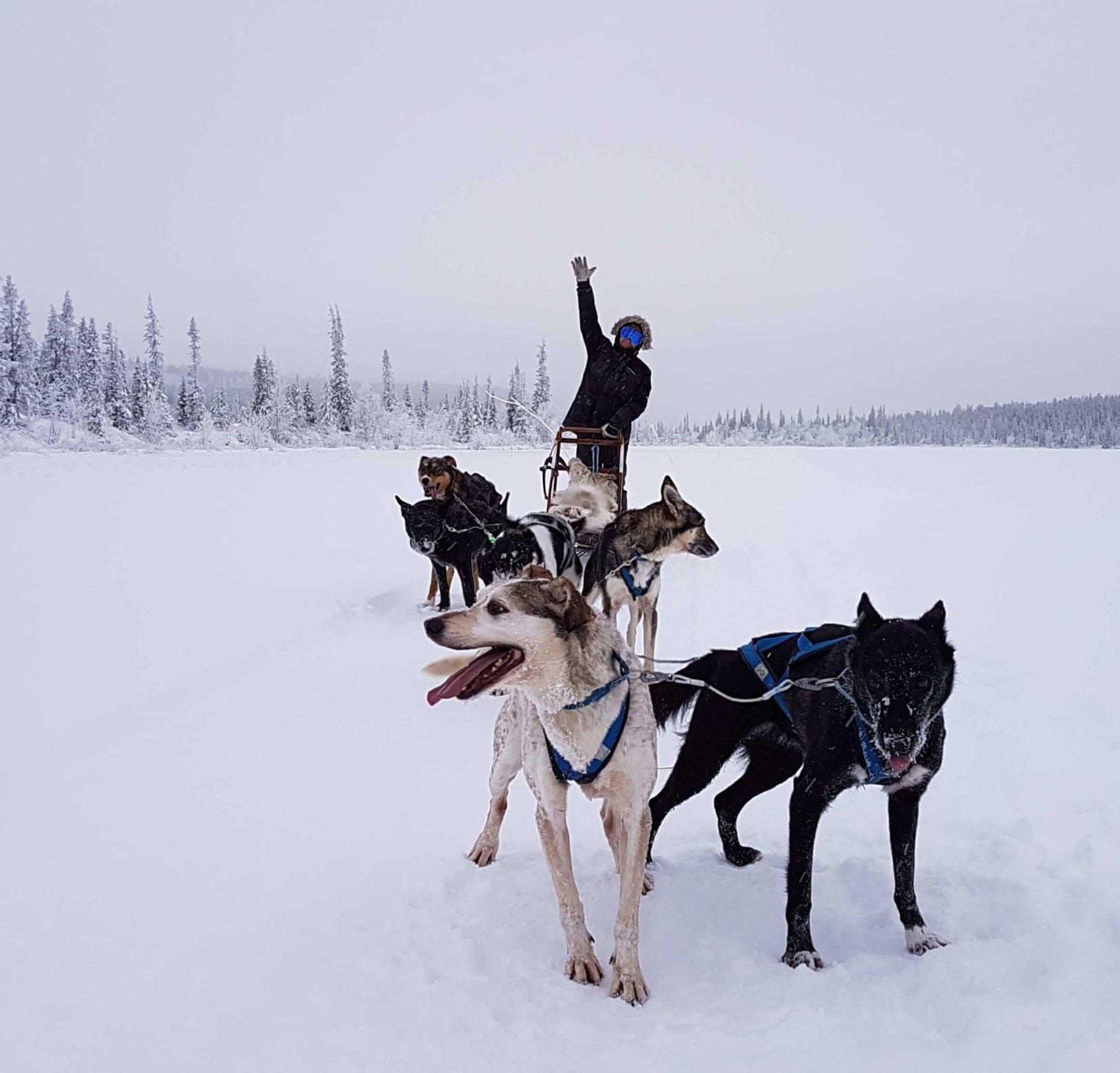 Arctic Dogsled Adventure three days tour