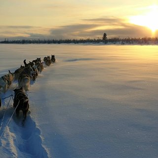 Husky dreams fikatur