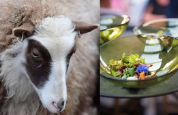 Ny festival ska göra fler sugna på Gotland