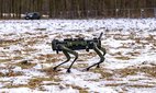An Italian drone dog moves across the field during NATO exercise Steadfast Dart 26.
