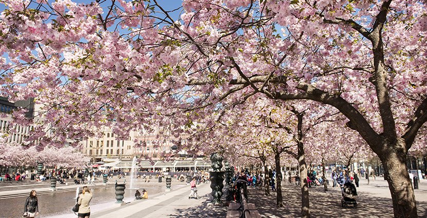 Kungstädgården i Stockholm – poppis både bland turister och stockholmare Foto: Cecilia Larsson Lantz