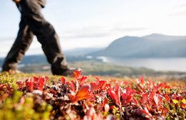 Allt fler vill uppleva Norrbotten