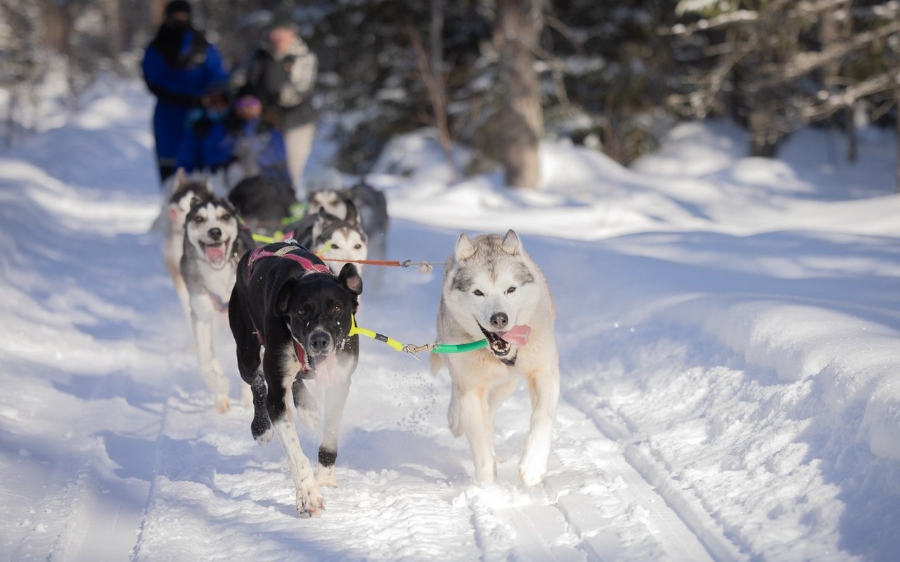 Huskie dog on the run