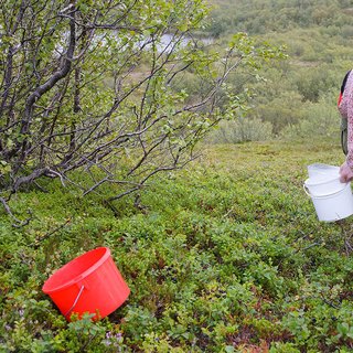 Naturens skafferi och samisk middag med Scandinavian Photadventures i Kiruna