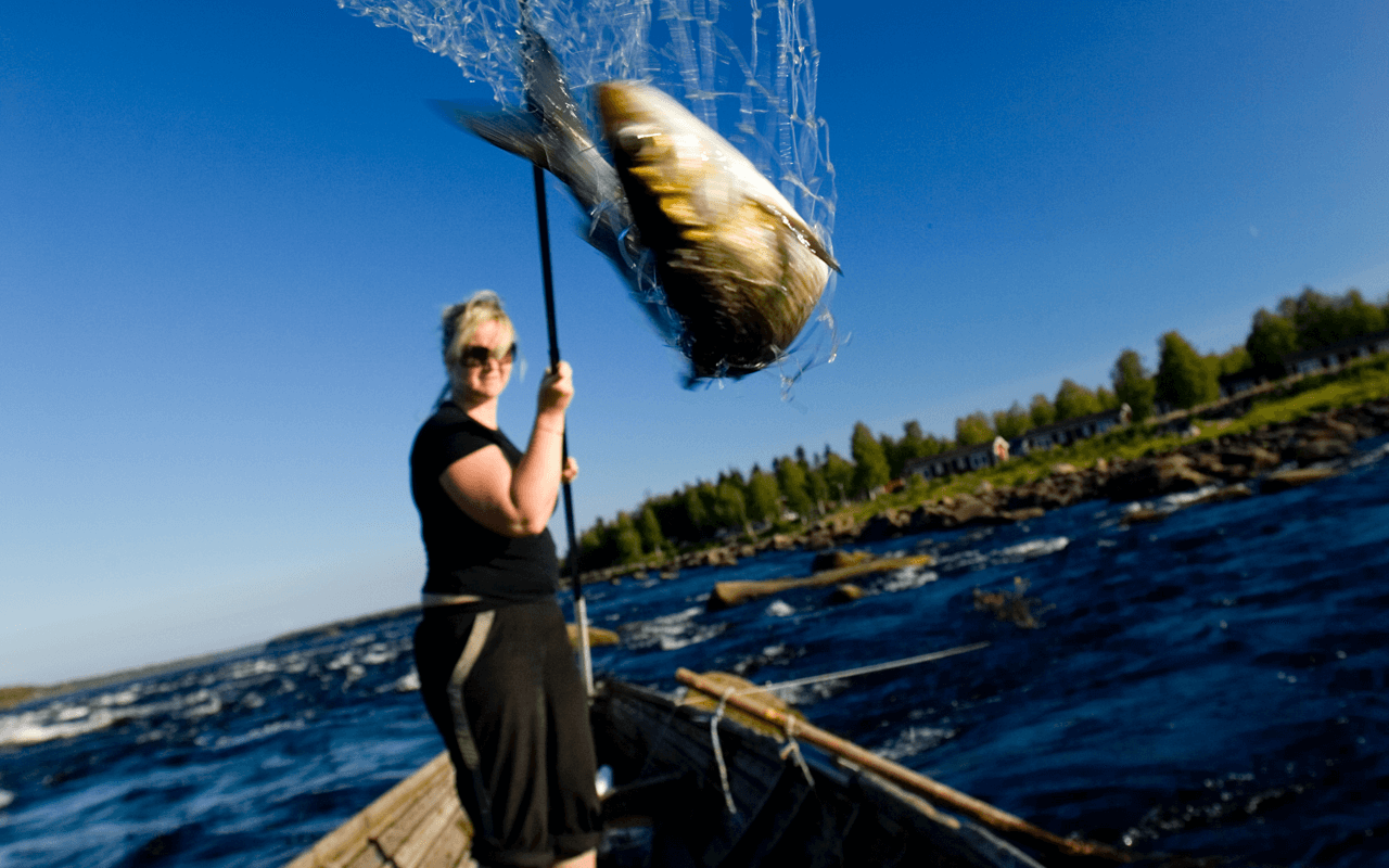 Dipnet fishing in Kukkolaforsen