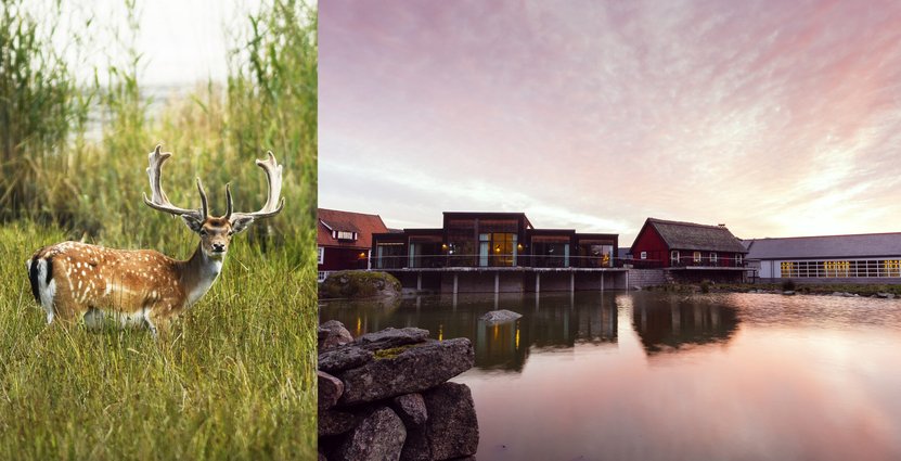 Eriksberg Hotell och Safaripark ligger i Blekinge. Foto: Pressbild
