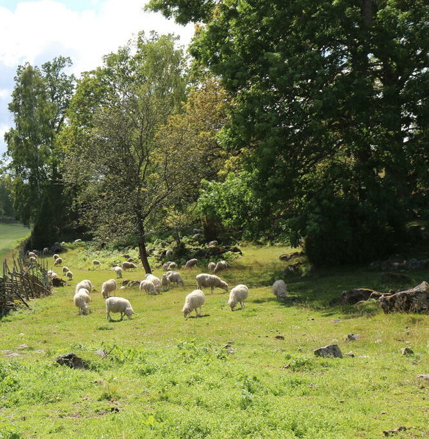 Sheeps (Ovis aries) grazing in a field in Sweden, with old traditional fences called 