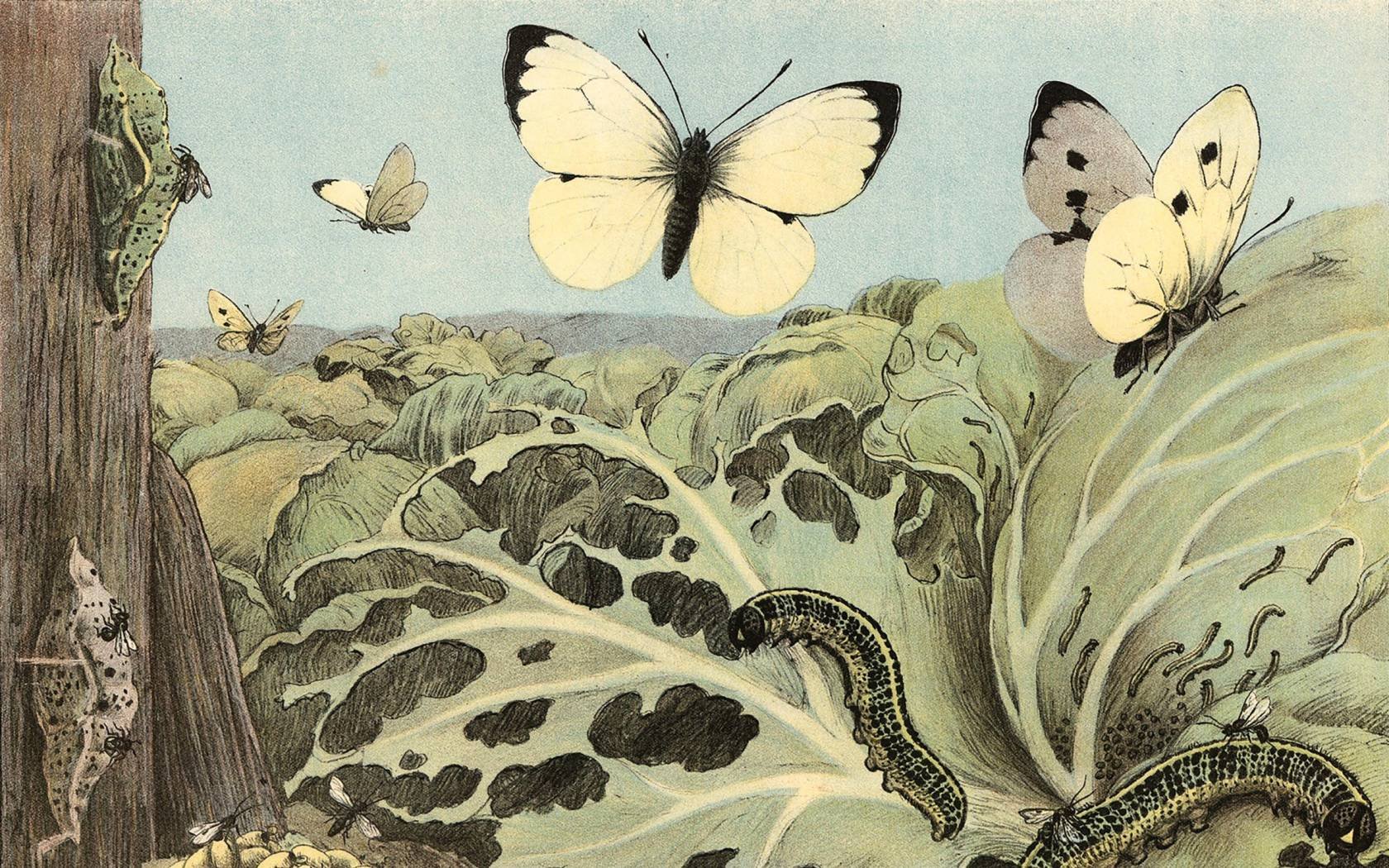A print by Rasmus Christiansen.