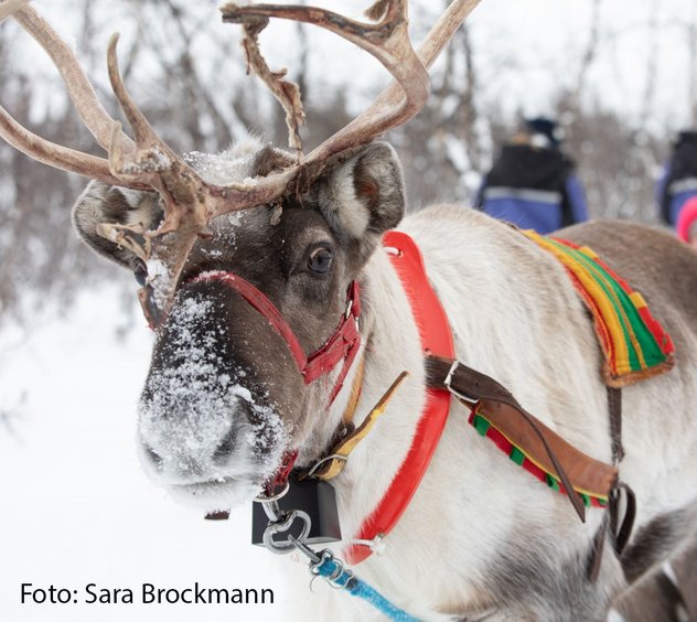 Giron reindeer