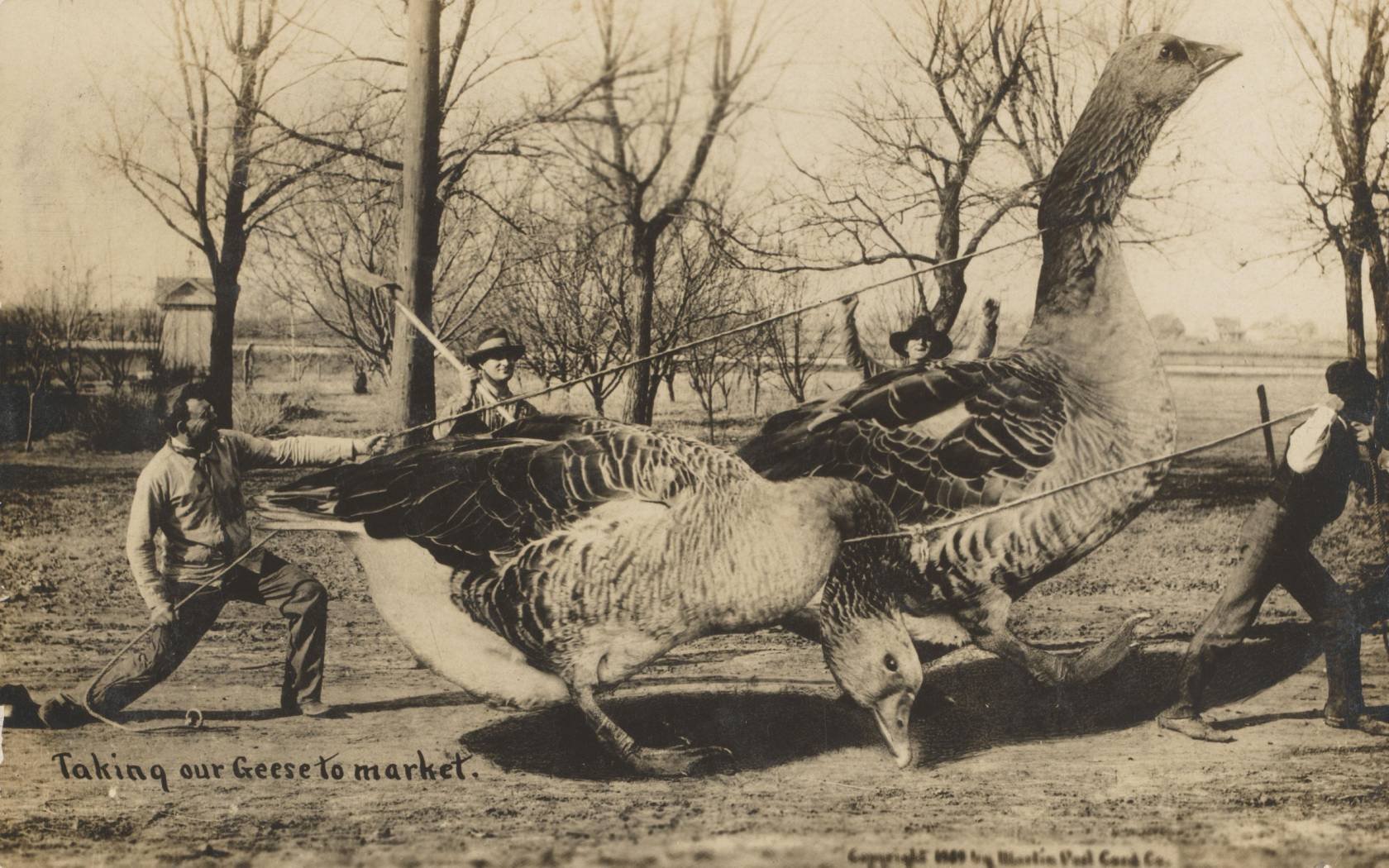 'Taking our Geese to market' from the Martin Post Card Company, 1908.