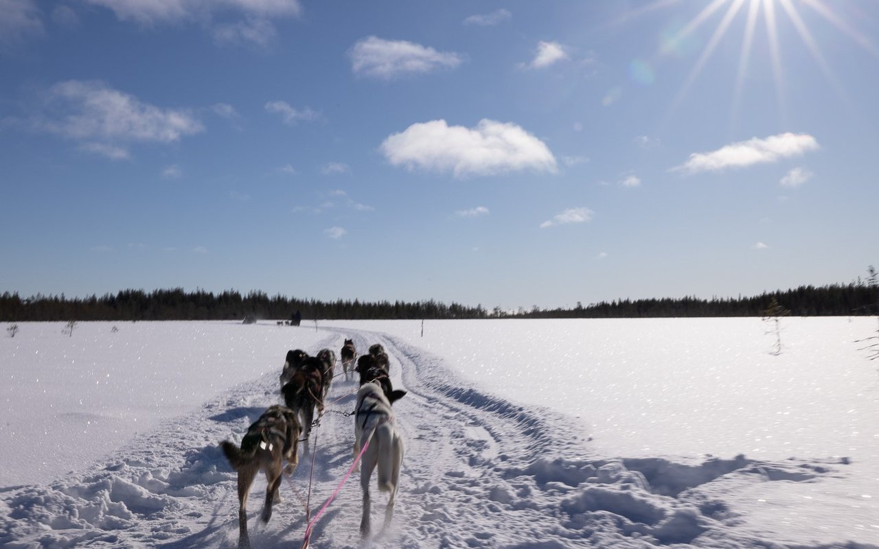 Huskies from Kukkolaforsen