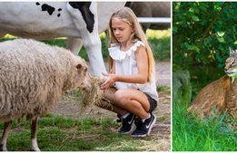 Skånes djurpark fortsätter locka danska gäster