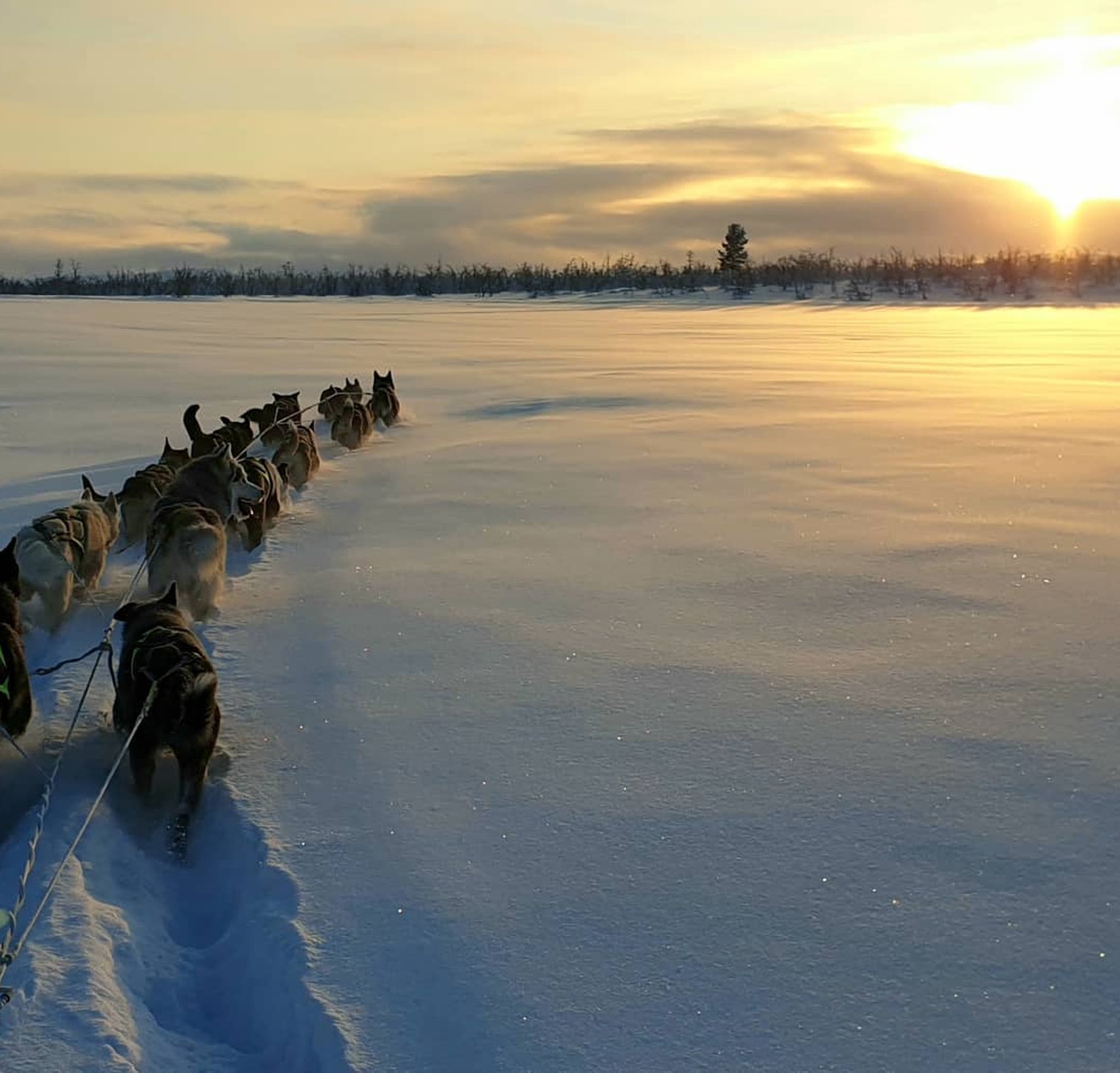 Husky dreams fikatur