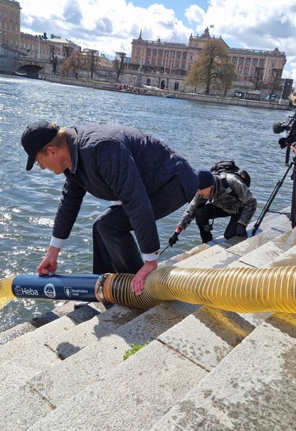 Havsöringar släpps ut i Stockholms ström