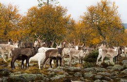 Minskad nedskräpning i fjällen trots besöksrekord