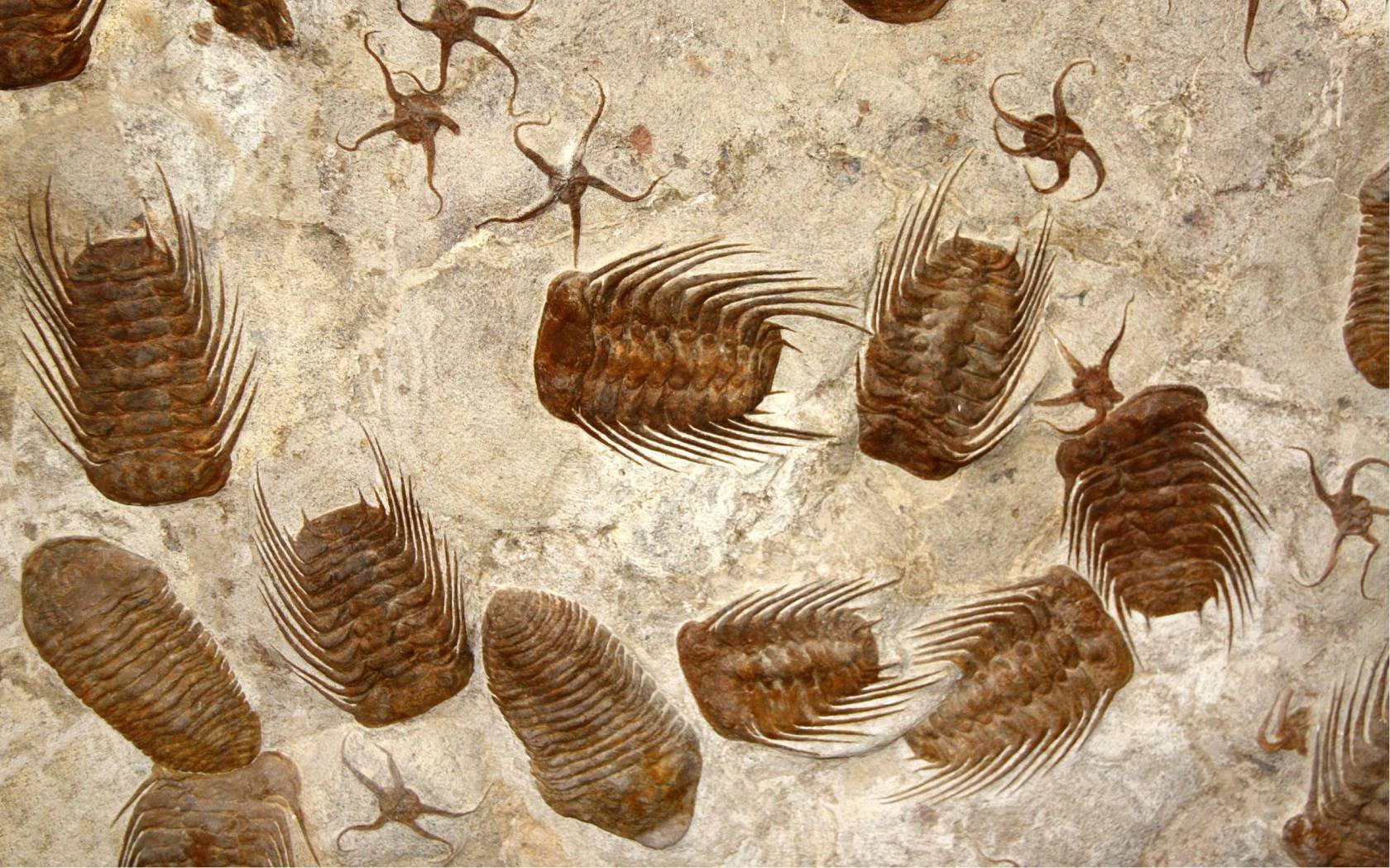 Petrified fossil starfishes and trilobites