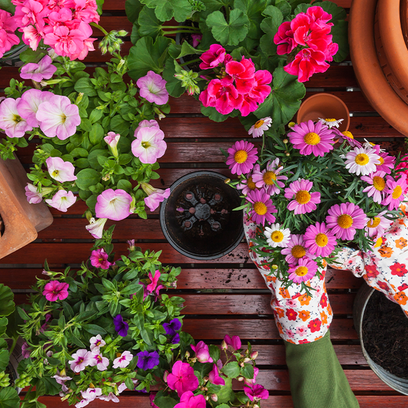 Odla blommor! 7 underbara böcker om blomsterodling