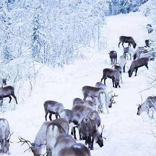 renar på vintern i kiruna kommun