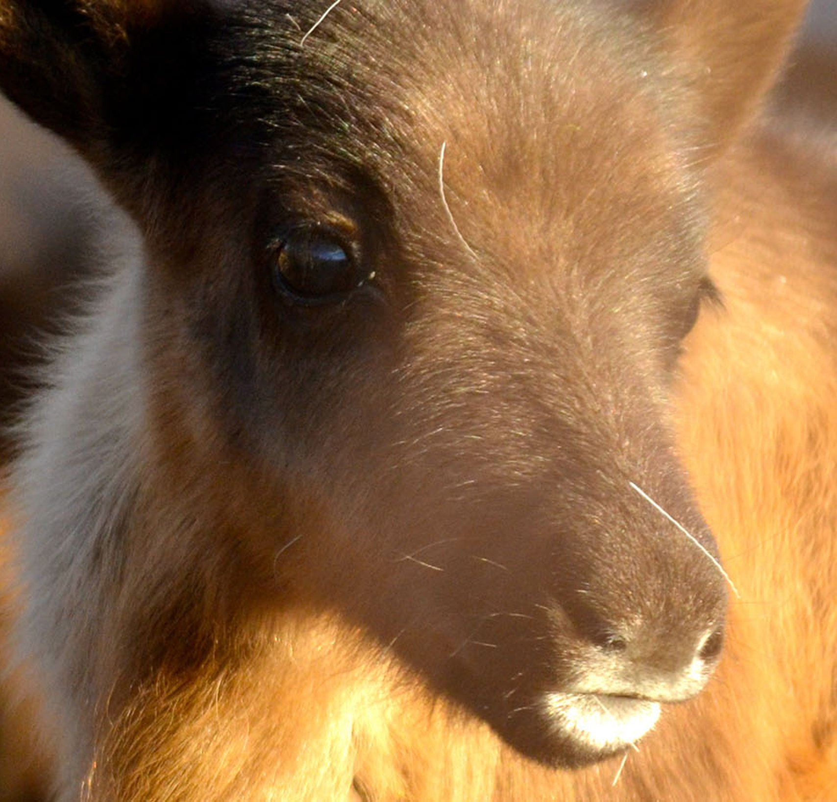 Miessemánnu med Nutti Sámi Siida