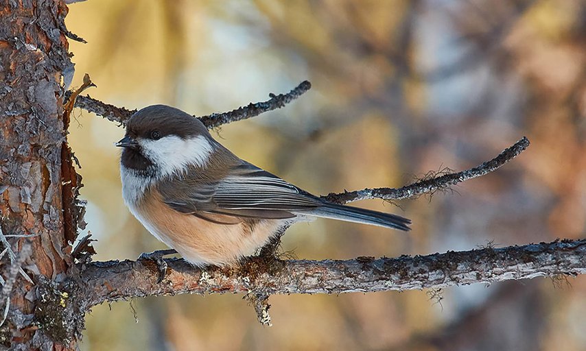 Fågel i Kiruna fotad med Scandinavian Photoadventures