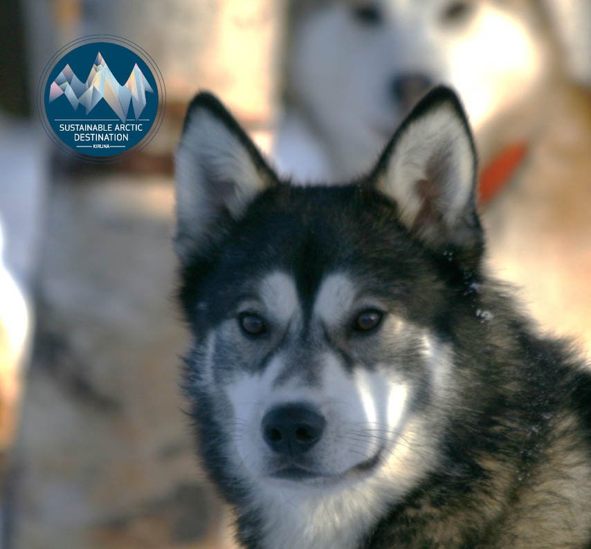 White Trail Adventures certified Sustainable Arctic Destination Kiruna
