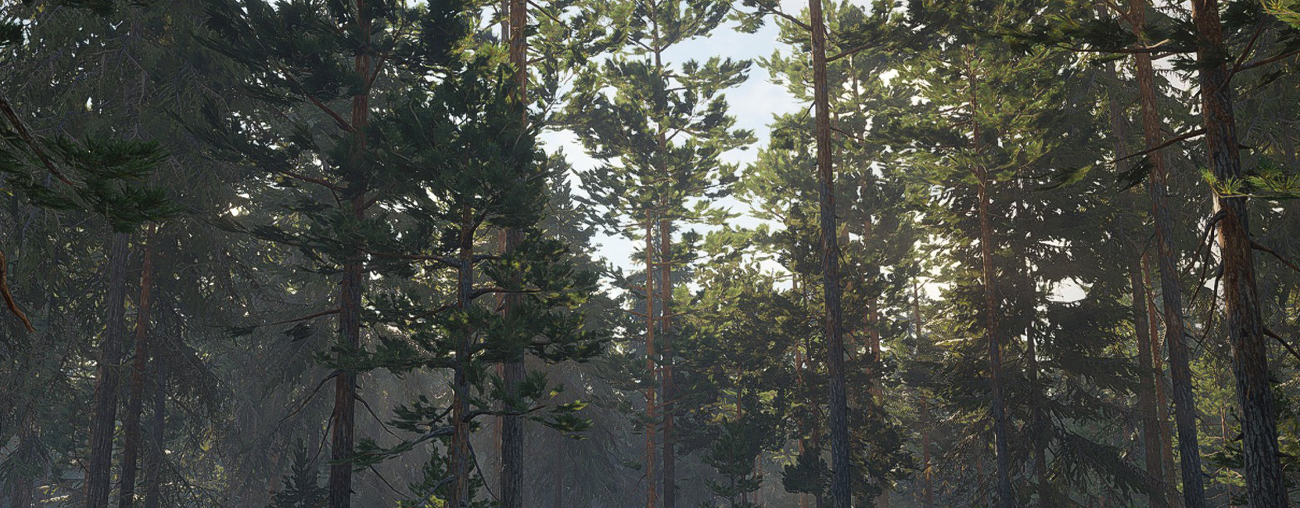 A northern forest of Revontuli Coast, primarily featuring Scots pine, with an undergrowth of moss and crowberries.