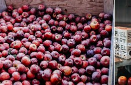 Nordic Choice räddade 150 ton äpplen