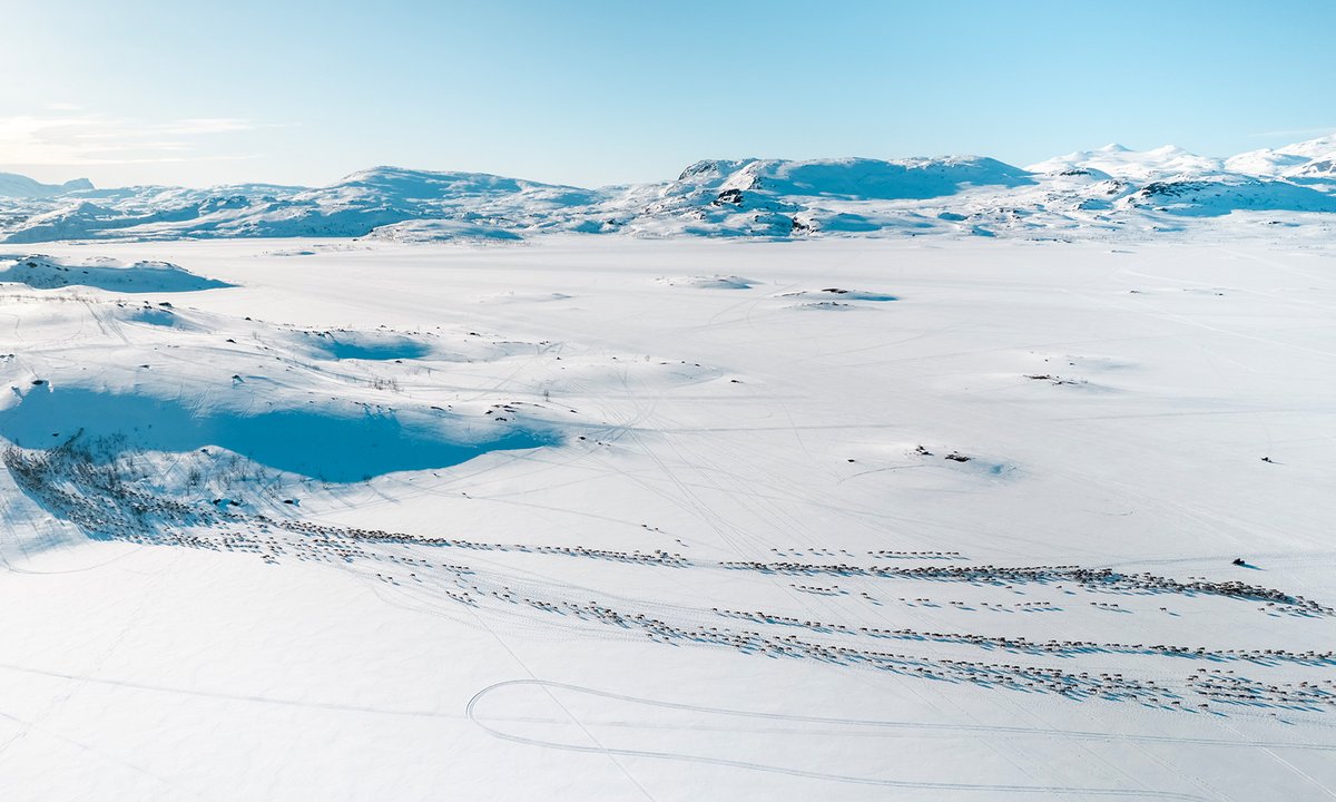 renhjord som korsar isen över sjön en solig vinterdag