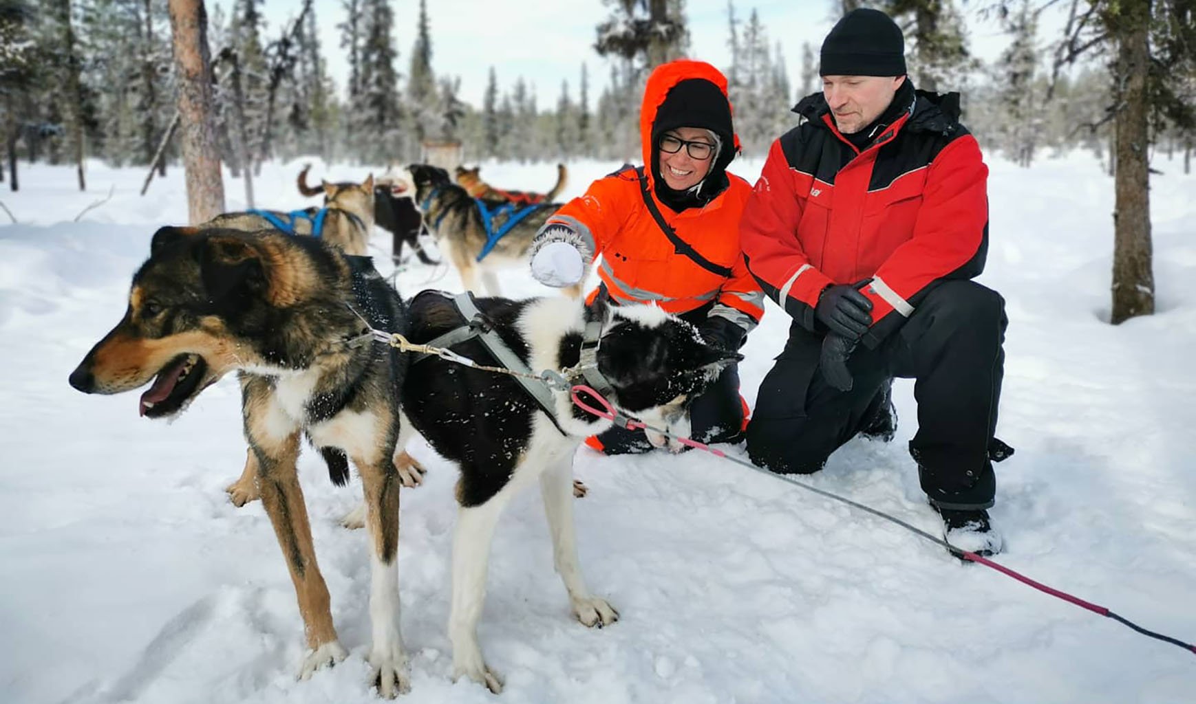 Arctic Dogsled Adventures drive your own dogteam daytour