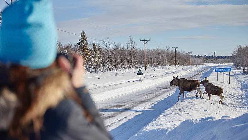 Älgfoto i Kiruna på vintern med Scandinvavian Photoadventures