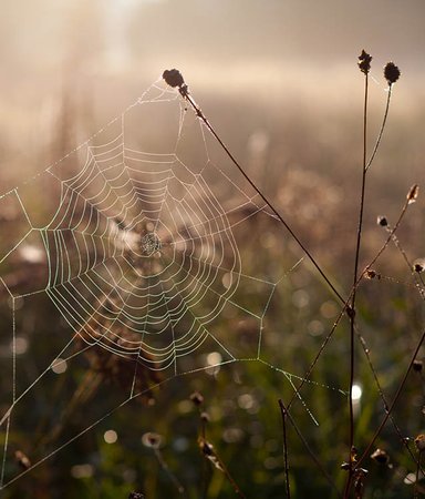 Naturskönt - 18 vackert illustrerade böcker om naturens hemligheter och egenheter