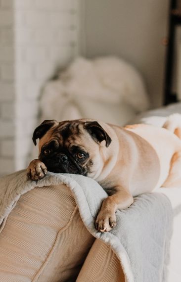 Heba - en tryggare värd