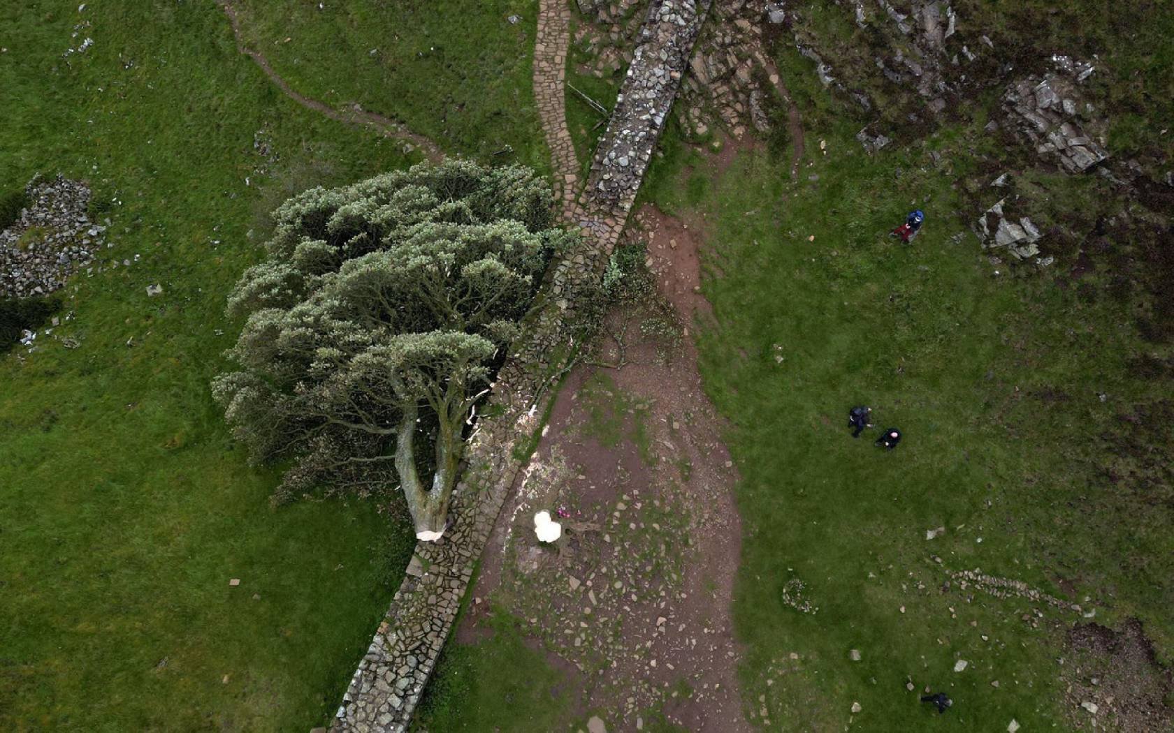 People look at what remains of the tree at Sycamore Gap, next to Hadrian's Wall, in Northumberland.