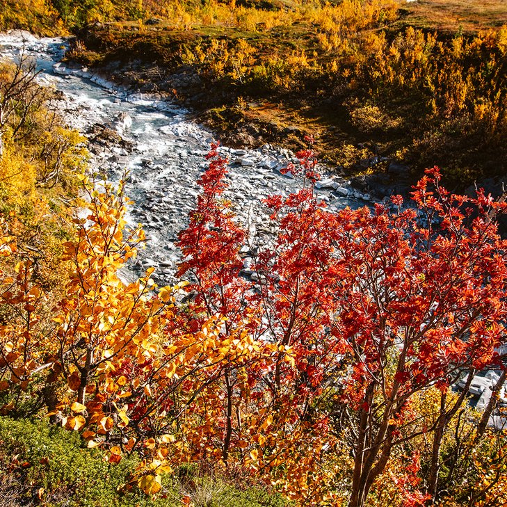 h&ouml;storange och r&ouml;da tr&auml;d med en jokk nedanf&ouml;r