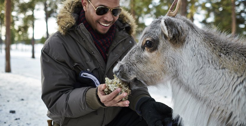 I Jukkasjärvi blev renskötseln en exotisk attraktion som lockar 10 000 turister per säsong. 