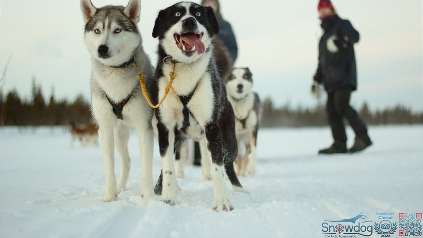 Snowdog Sunrise zen husky tour