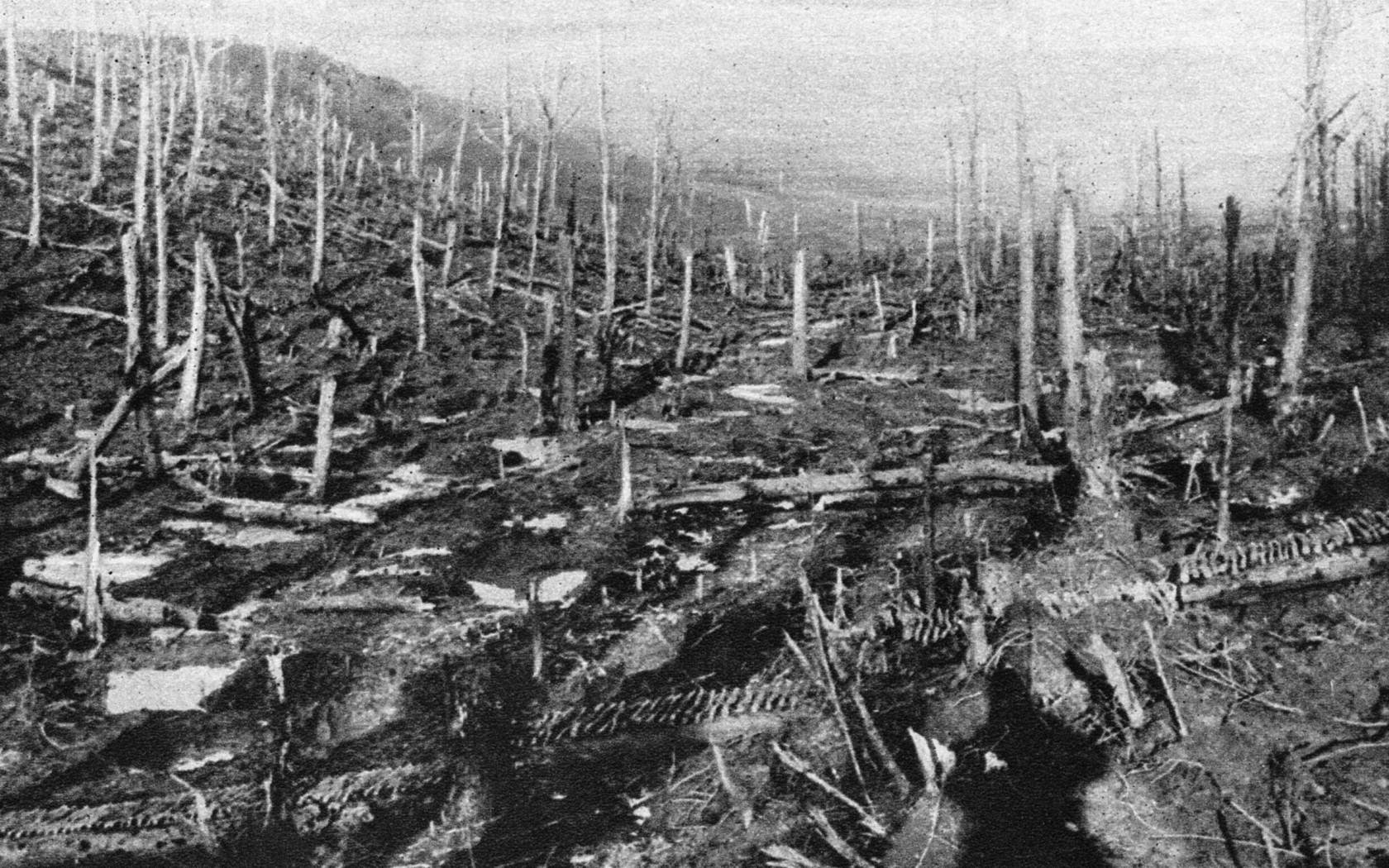 Barren tree trunks following the bombardment at Verdun, France.