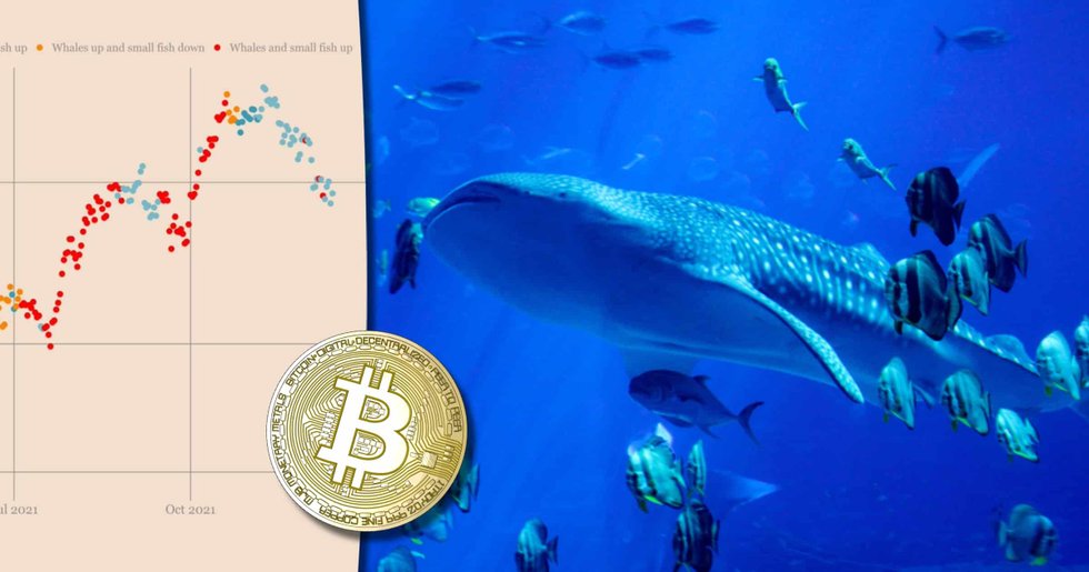 Valar säljer, småfisk köper – så förklarar det bitcoins dåliga vecka