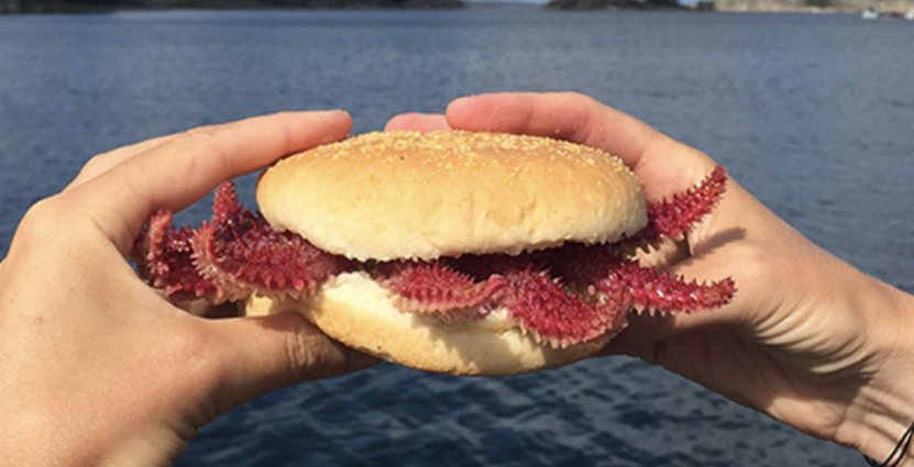 ”Scary Seafood” är ett samarbete mellan kockar, forskare och lokala företag på Västkusten med syfte att visa att det går bra att äta många okända råvaror från havets skafferi. Foto: Susanne Liljenström