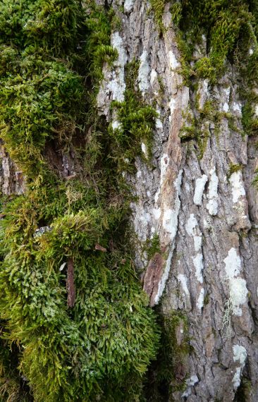 I Hebas hyresbostäder i Smedjan Källberga bor du nära naturen