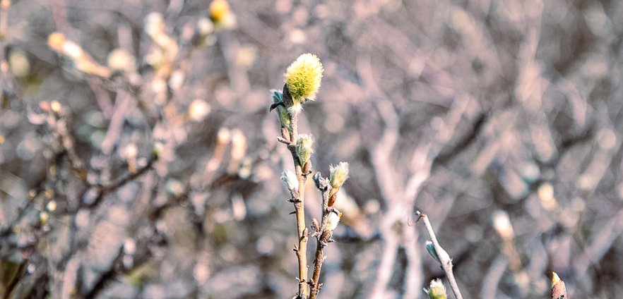 lappvide som b&ouml;rjat blomma