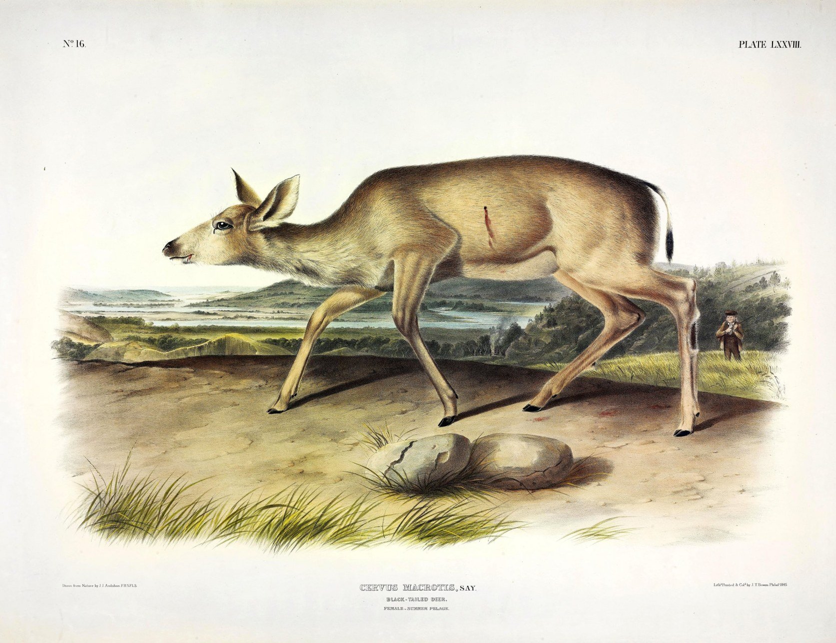 Ill. 10: J. T. Bown after John James Audubon, 'Cervus Macrotis, Say. Black-Tailed Deer.' Hand-colored lithograph. The Viviparous Quadrupeds, pl. 78. 1845.