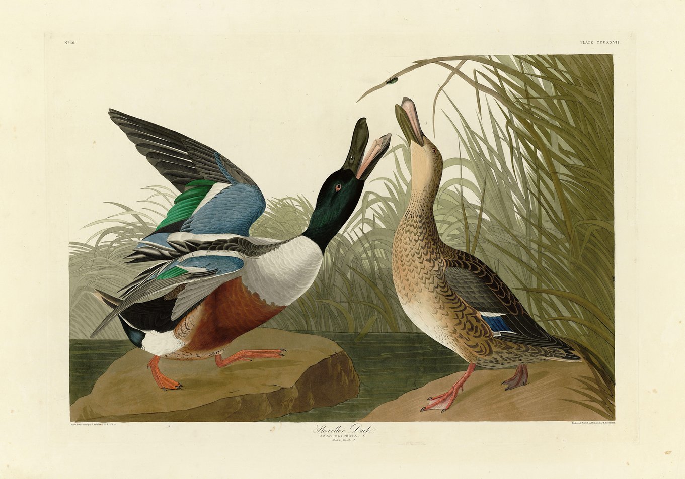 Ill. 4: Robert Havell, Jr. after John James Audubon, detail from 'Shoveller Duck,' in The Birds of America, pl. 327. 1836.