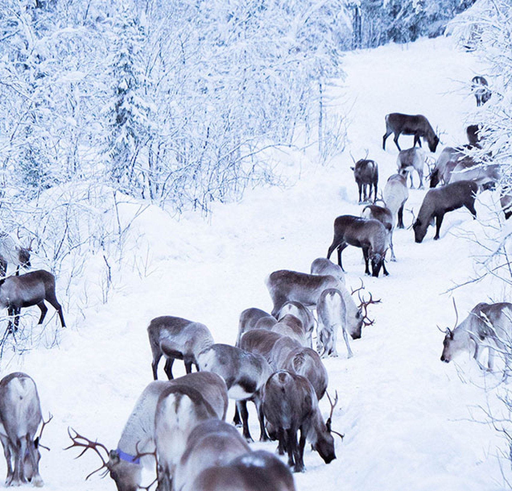 renar på vintern i kiruna kommun
