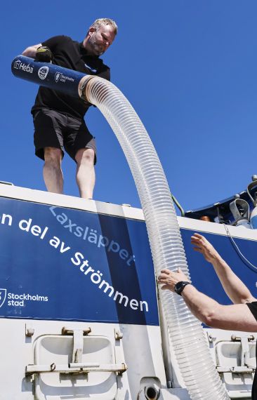 Vid Laxsläppet sätter Stockholms stad ut 140 000 lax- och öringsungar i Stockholms vatten. Heba är huvudsponsor för utsättningen.