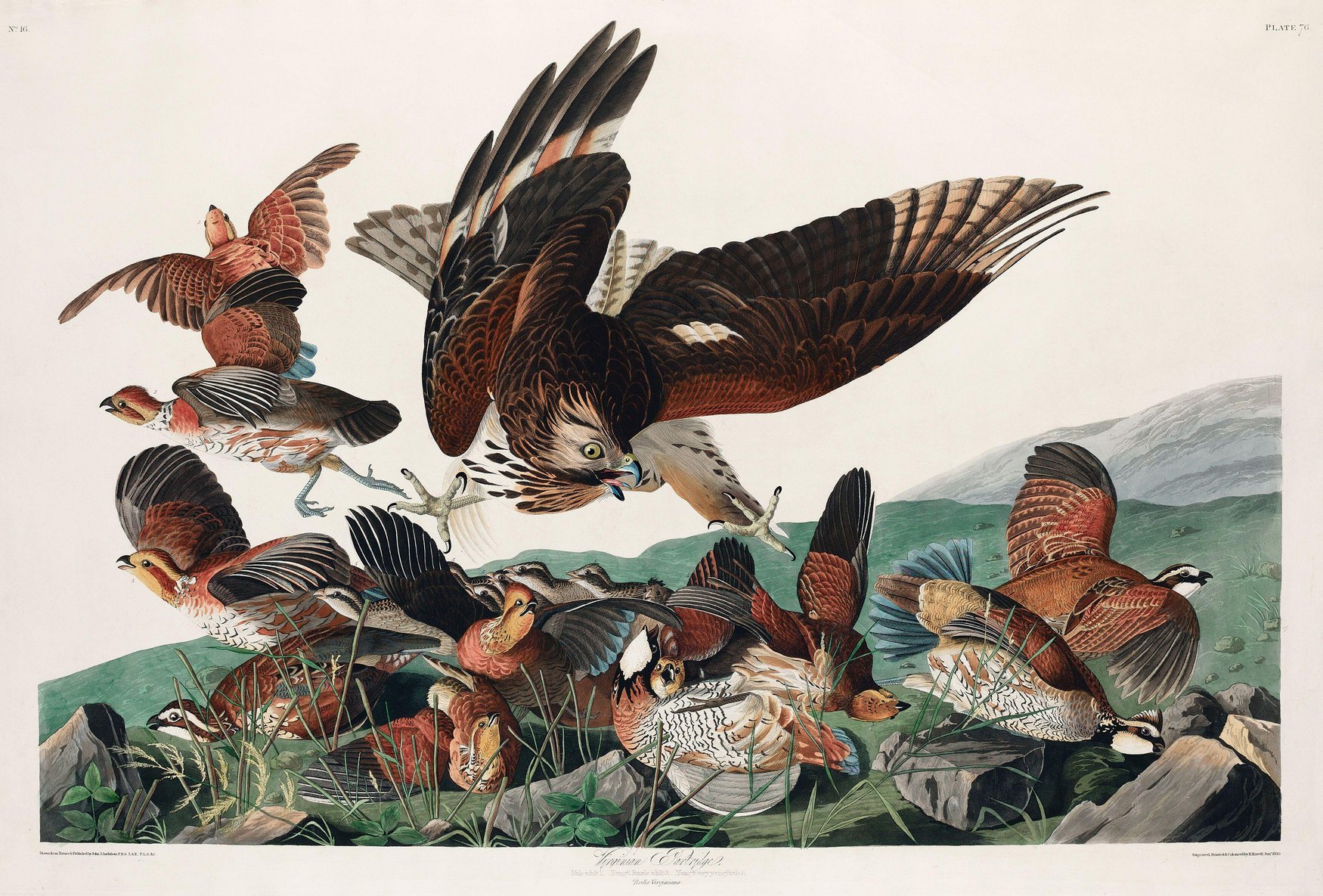 Ill. 2: Robert Havell, Jr. after John James Audubon, detail from 'Virginian Partridge,' in The Birds of America, pl. 76. 1827-30.